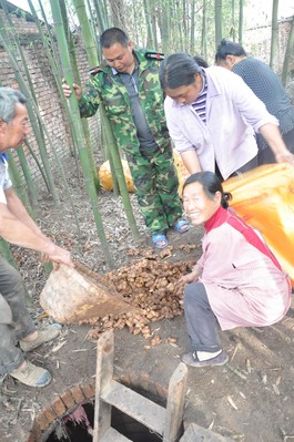 沃爾瑪四川采購人員赴四川蘆山天全縣落改村與農(nóng)戶對(duì)接現(xiàn)場收購滯銷生姜