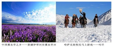 中國(guó)薰衣草之鄉(xiāng) -- 新疆伊犁河谷薰衣草田；哈薩克族牧民馬上游戲 -- 叼羊
